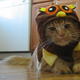 Image for article titled Caturday Night Special: Reader Kitties Are Surly & Sweet